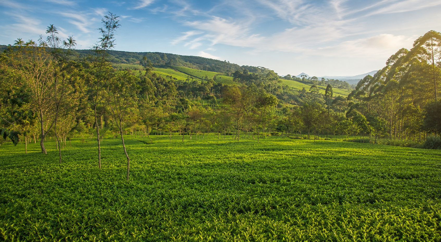 Tea fields at sunrise on a Biama Farms hillside