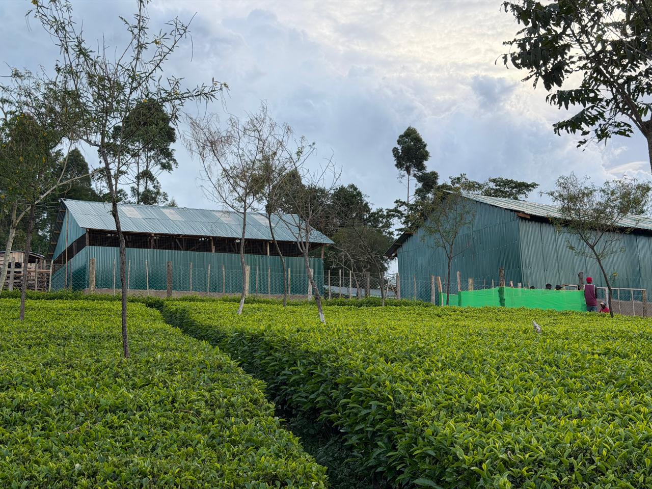 Farm landscape
