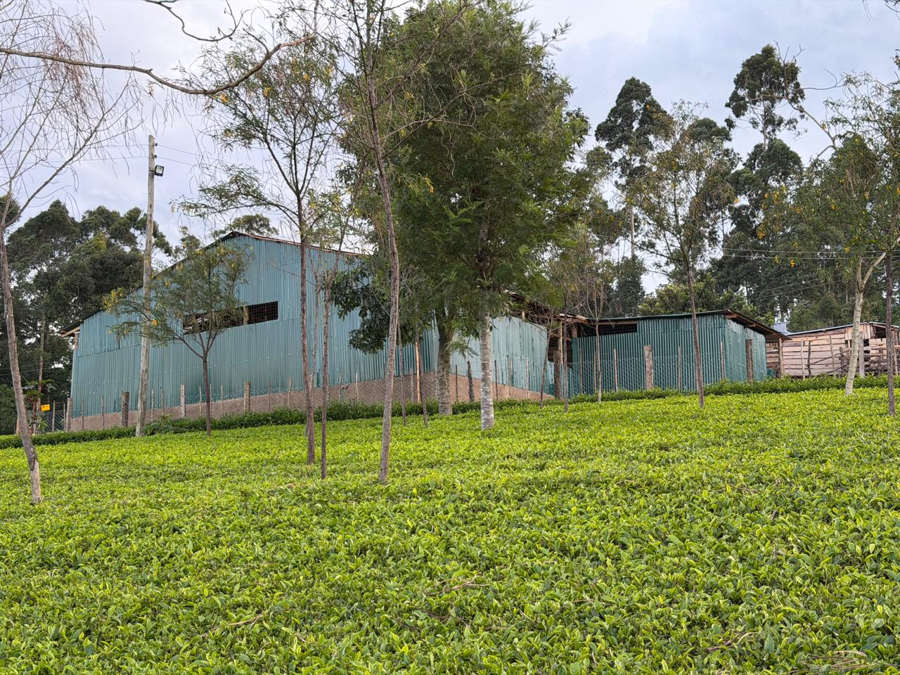 Tea plantation