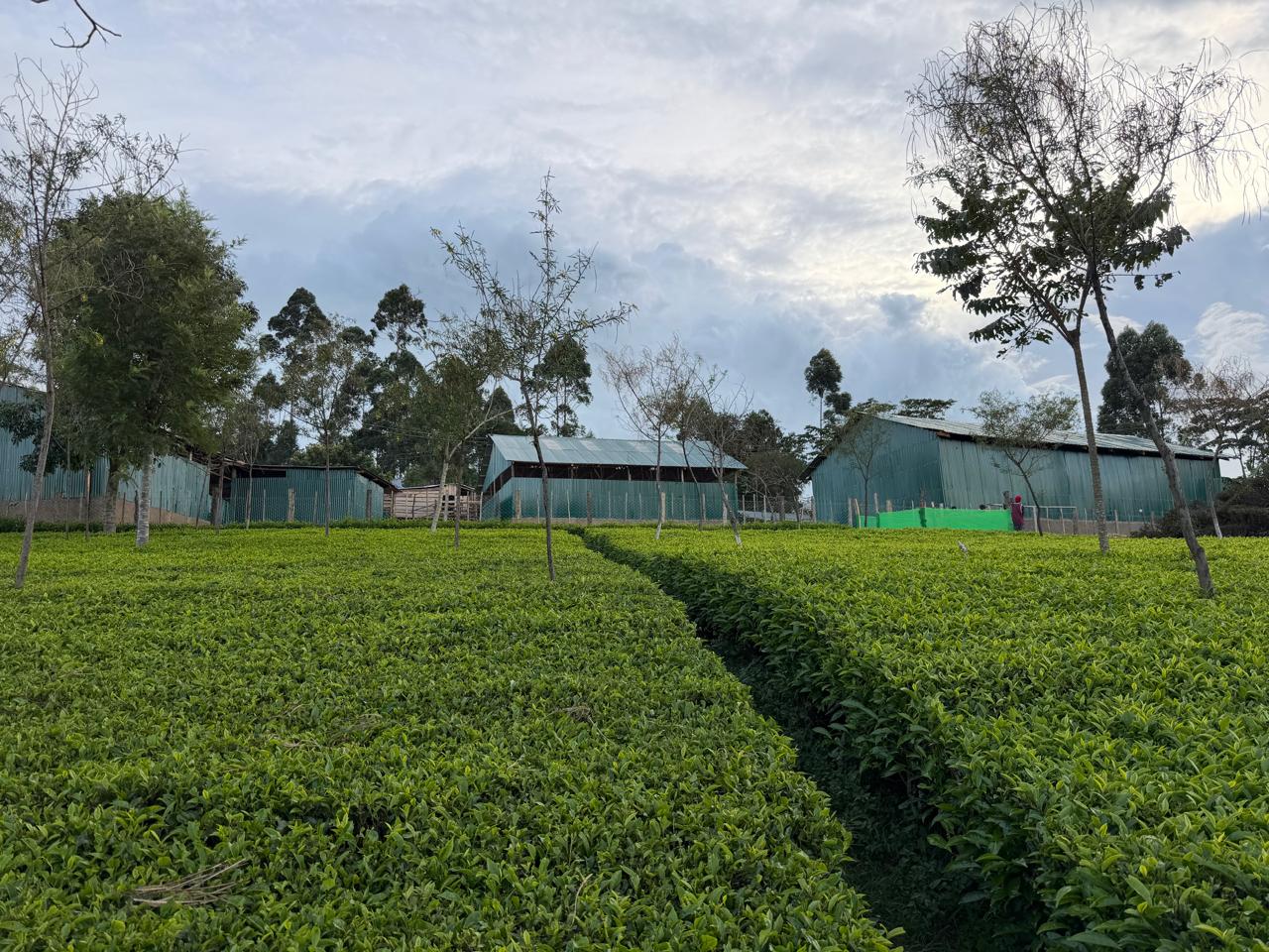 Green fields